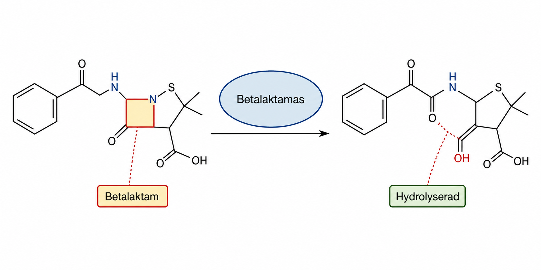 Betalaktamas hydrolyserar betalaktamringen och inaktiverar antibiotikan; tazobaktam hämmar enzymet.