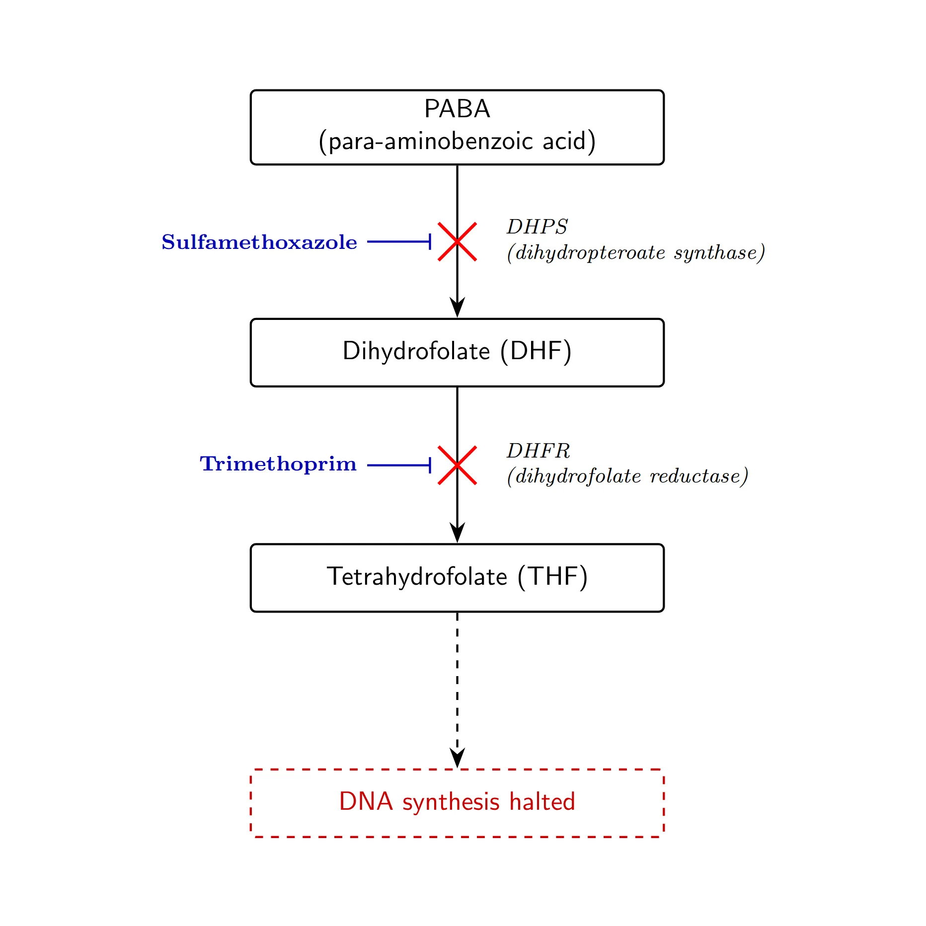 Trimetoprim-sulfa - folatsyntesblockad — mekanismillustration