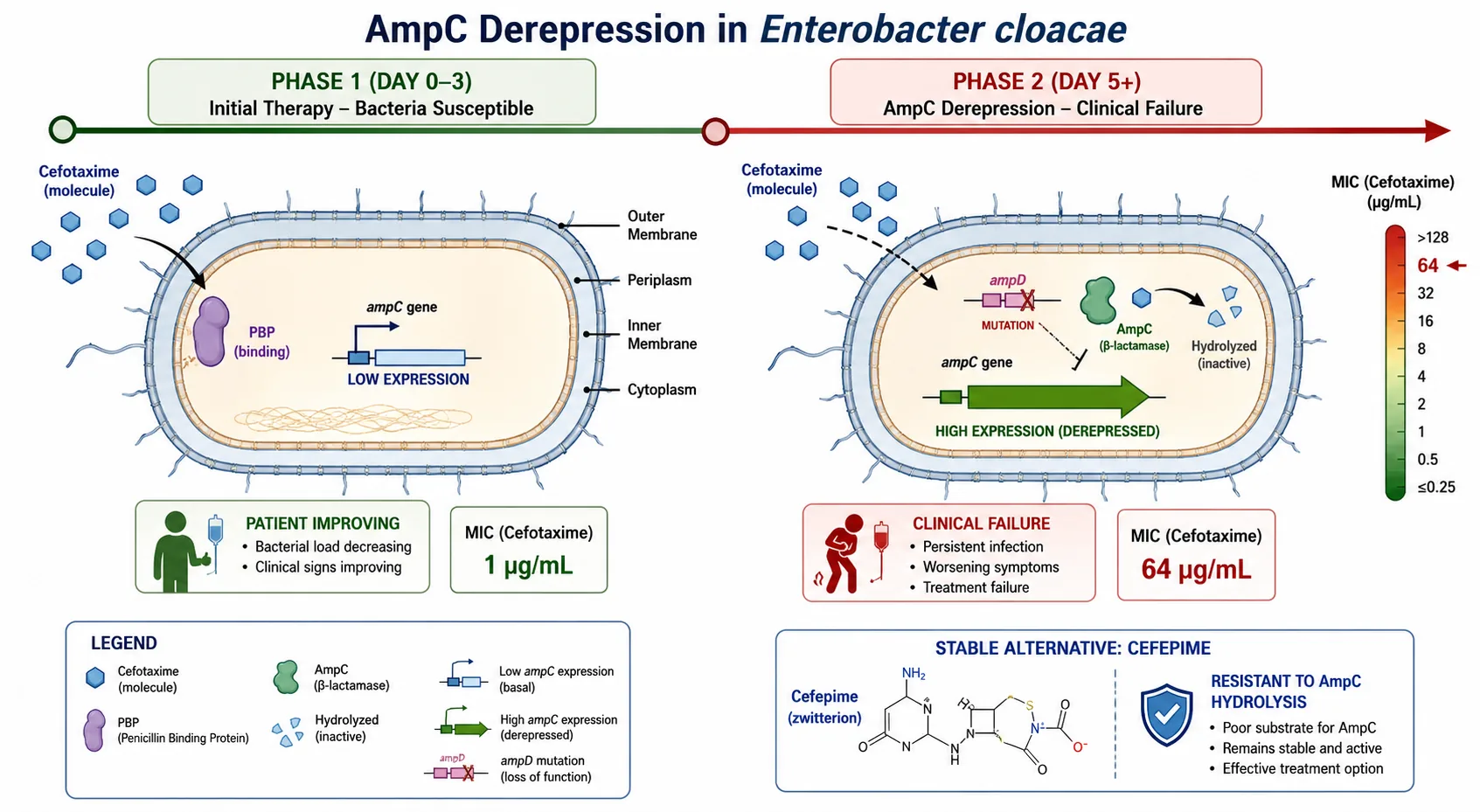 Schematisk bild av AmpC-derepression hos Enterobacter cloacae i två faser. Fas 1 (dag 0-3): cefotaxim binder PBP, ampC uttrycks lågt, bakterien känslig och patienten förbättras. Fas 2 (dag 5+): ampD-mutation leder till dereprimerat ampC, kraftigt ökat uttryck, MIC stiger från 1 till 64 µg/ml, cefotaxim hydrolyseras och klinisk svikt inträder. Cefepim som zwitterion visas som stabilt alternativ.