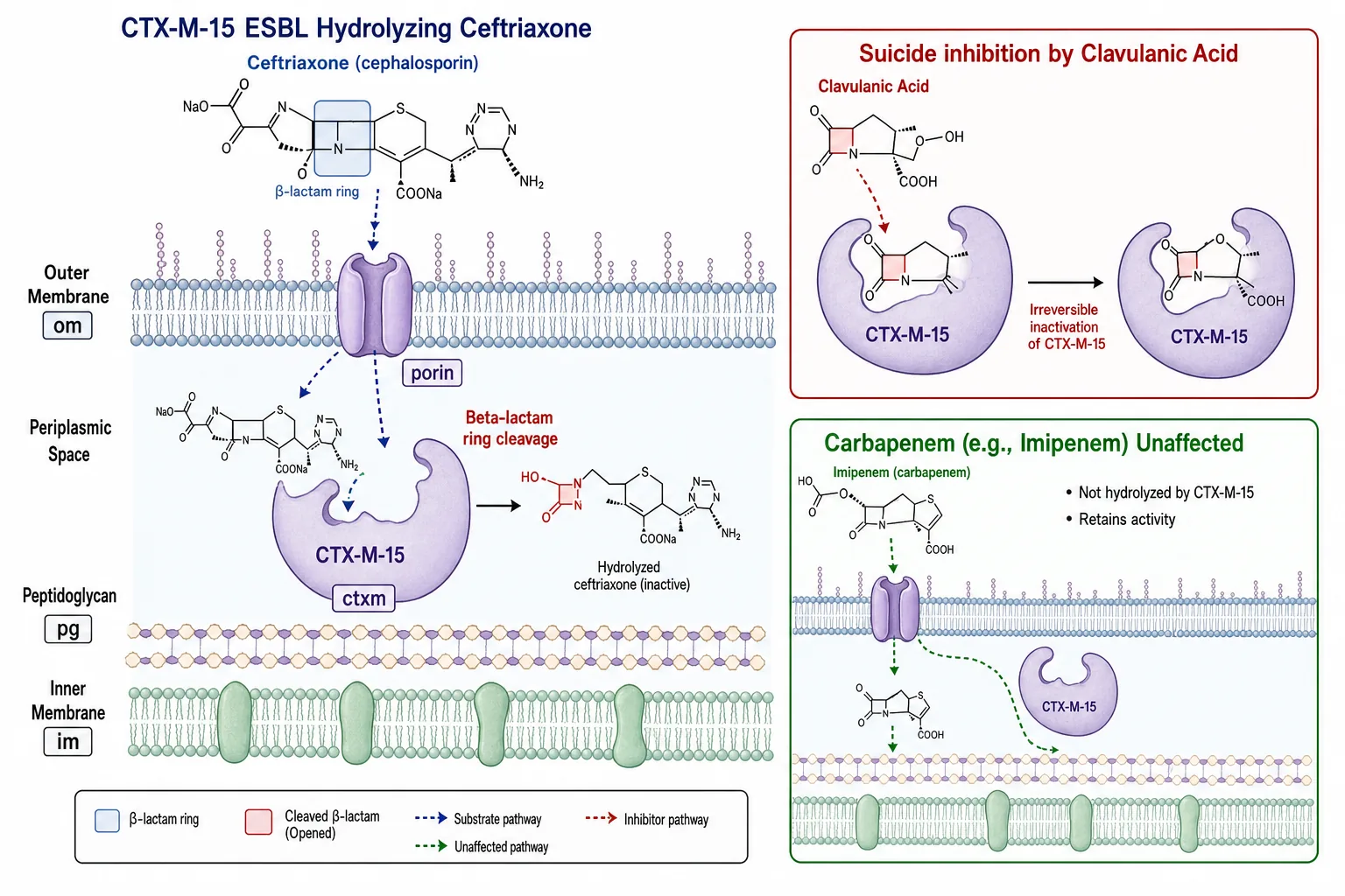 Schematisk bild av ESBL-enzymet CTX-M-15 i periplasman hos en gramnegativ bakterie som hydrolyserar betalaktamringen hos en cefalosporin. Inset visar klavulansyra som hämmare och karbapenem som passerar opåverkad.